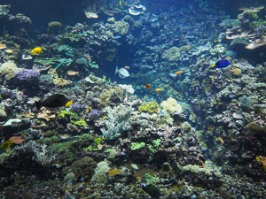buntes Korallenriff